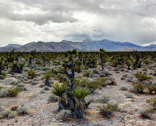 Desert landscape